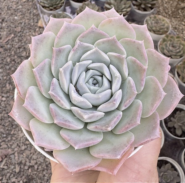 E. PURE LOVE DOUBLE POTE 9