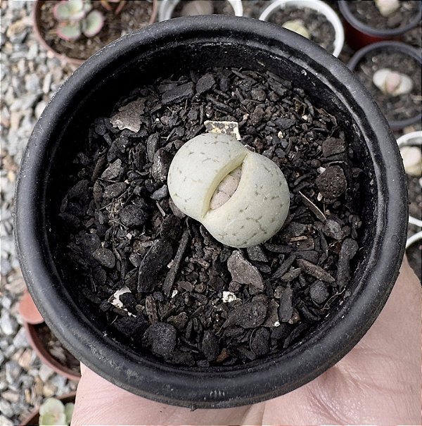 LITHOPS 3 POTE 6