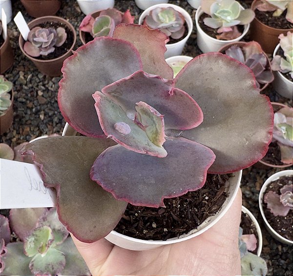 E. GIBB. LEOPARD DRAGON POTE 9