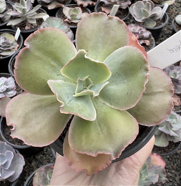 E. GIBB. ZIPHORA POTE 9