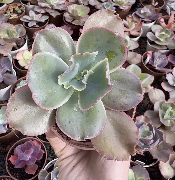 E. GIBB. ZIPHORA POTE 9