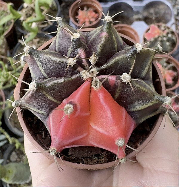 GYMNOCALYCIUM MIHANOVICHII (2) POTE 6
