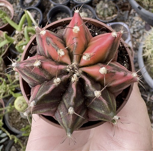 GYMNOCALYCIUM MIHANOVICHII (5) POTE 6