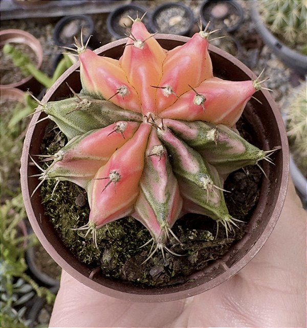 GYMNOCALYCIUM MIHANOVICHII (6) POTE 6