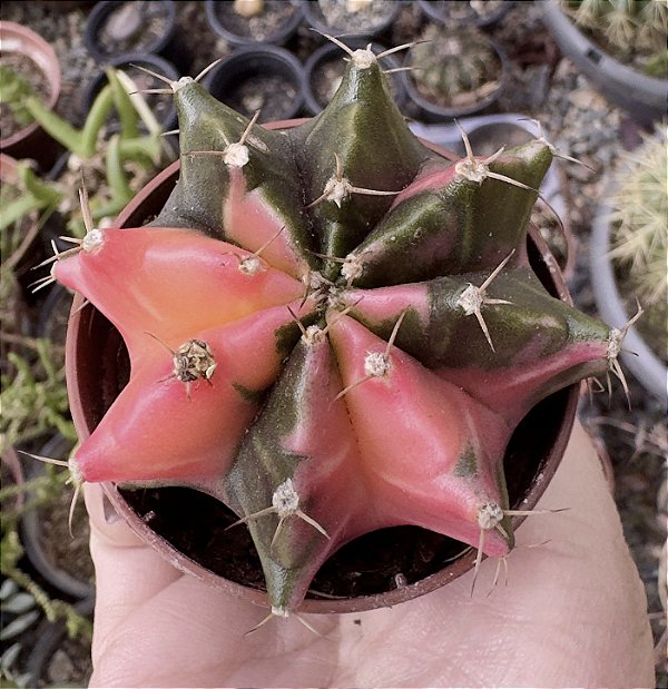 GYMNOCALYCIUM MIHANOVICHII (7) POTE 6