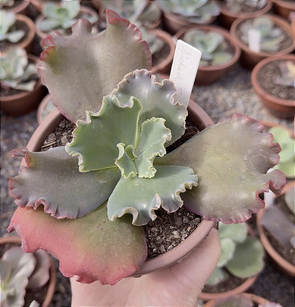 E. GIBB. SICHADE TEMPLE POTE 13
