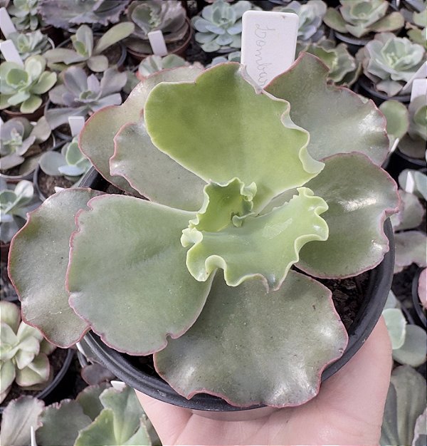 E. GIBB. LOMBARDO POTE 11
