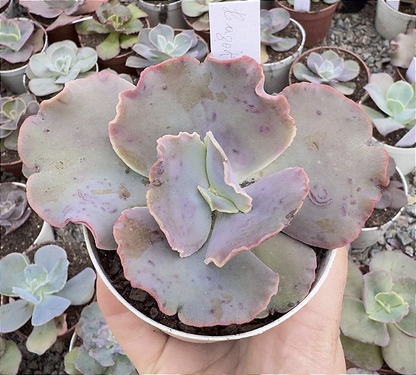 E. GIBB. HAZAK IMPORTADA POTE 9 pouca raiz