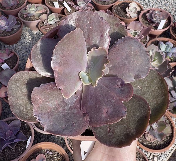 E. GIBB. JAPÃO X MAHOGANY POTE 13