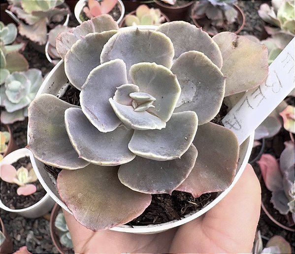 E. GIBB. NÉBULA POTE 11 POUCA RAIZ