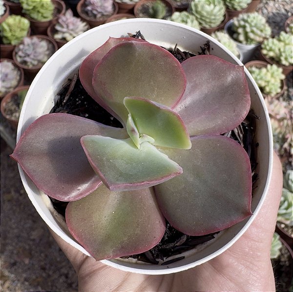 E. GIBB. BIG RED FRANCESA POTE 9