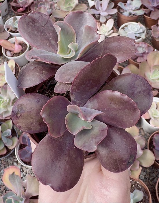 E. GIBB. CORAL REEF POTE 9