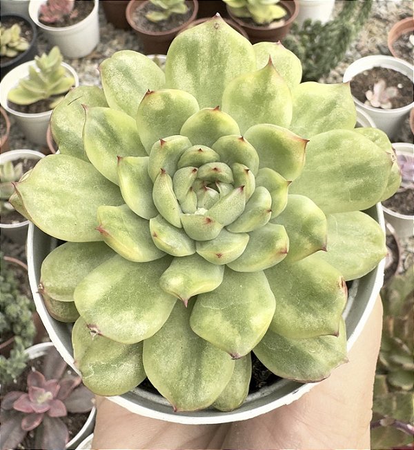 E. ICE ANGEL VAR. POTE 9
