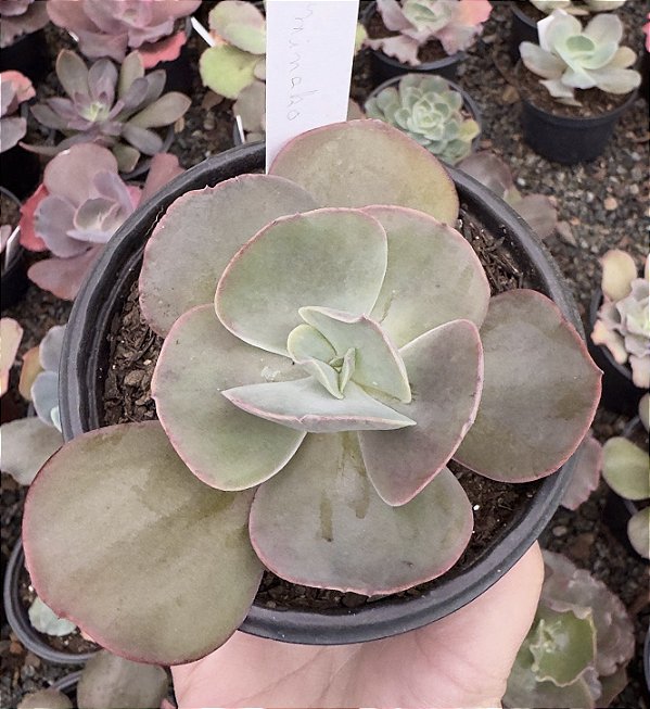 E. GIBB. MINAKO POTE 11