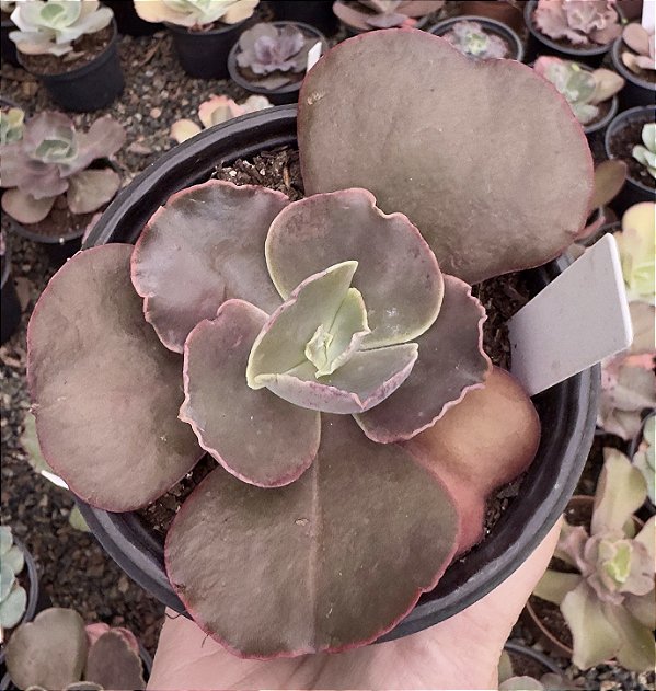 E. GIBB. NIKITA (CARÚNCULAS) POTE 11
