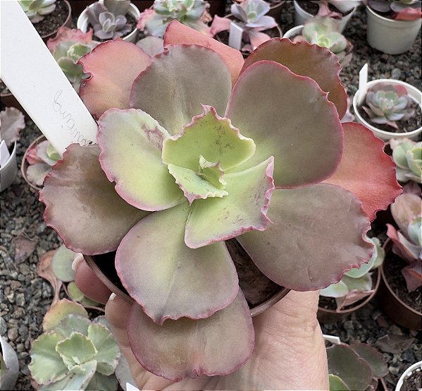E. GIBB. PAI DAXING POTE 9