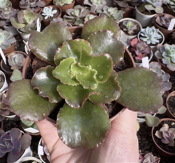 E. GIBB. AMPI POTE 9 POUCA RAIZ