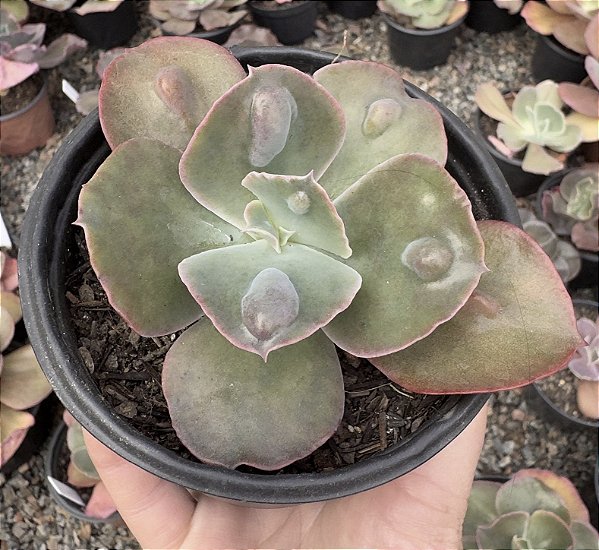 E. GIBB. BOTON POTE 9