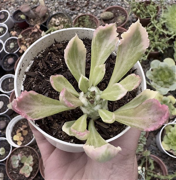 MONADENIUM RITCHIEI VAR. POTE 9