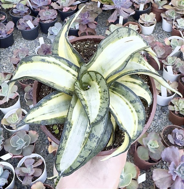 ESPADINHA TWISTER VAR. POTE 13