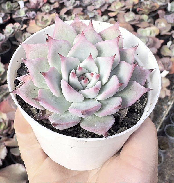 E. CHIHUAHUENSIS Y ECORA POTE 9