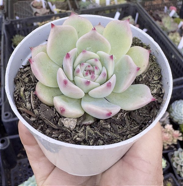E. CHIHUAHUENSIS Y ECORA POTE 9