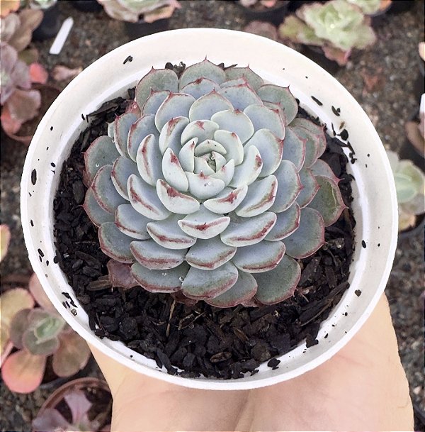 E. MINIMA X SIERRA POTE 9