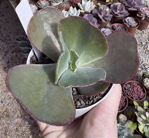 E. GIBB. GLADIS VERRUGAS POTE 9