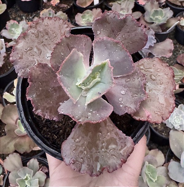 E. GIBB. ALONSA POTE 11