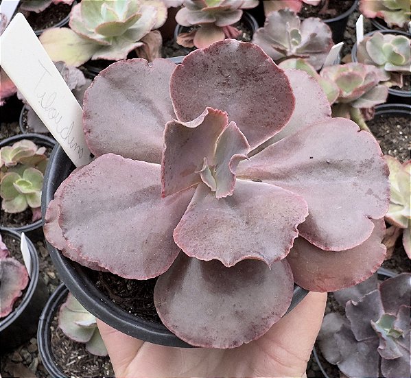 E. GIBB. TIBOUCHINA POTE 9