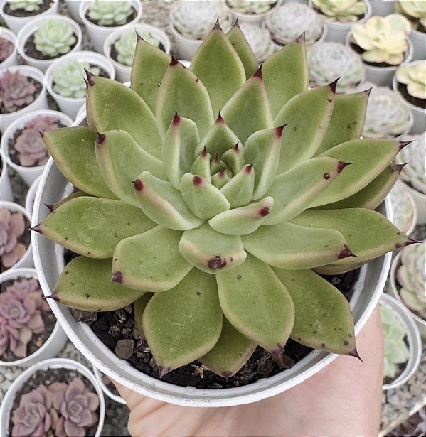 E. EBONY X CUSPIDATA POTE 9
