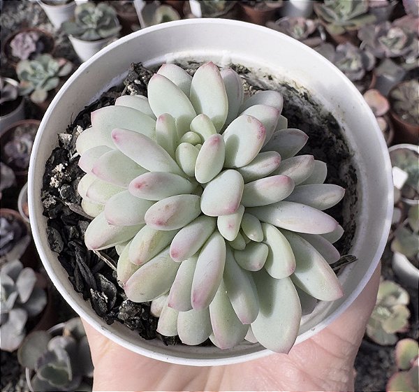 E. PINK PEACH POTE 9