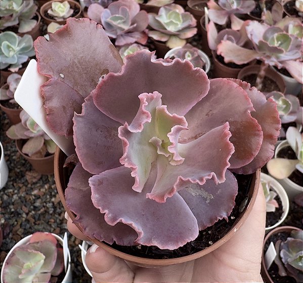 E. GIBB. MOJAVE POTE 9