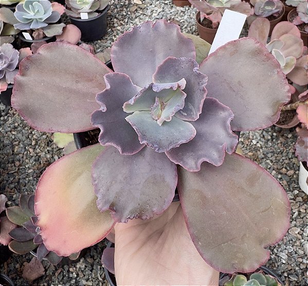 E. GIBB. TEMÉCULA (IMPORTADA) POTE 13