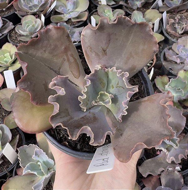 E. GIBB. RED DRAGON (IMPORTADA) POTE 11 POUCA RAIZ