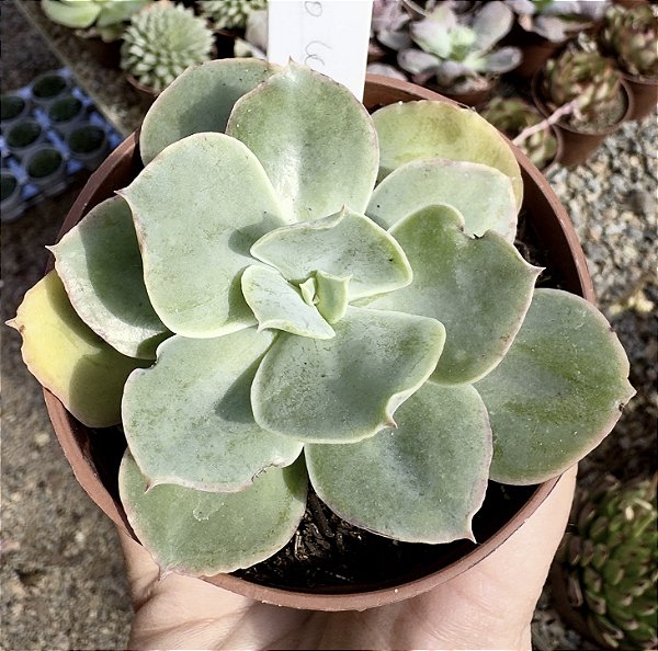 E. GIBB. ANJO CAÍDO POTE 9