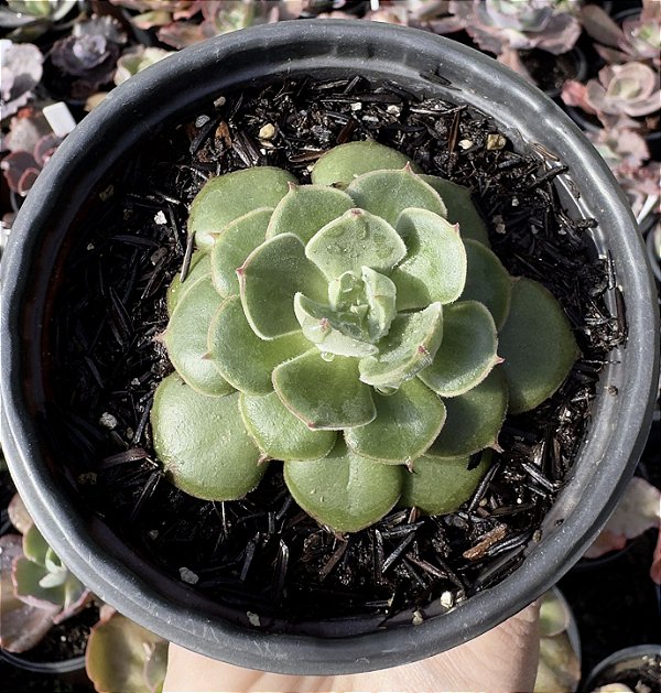 E. JOAN DANIEL POTE 9