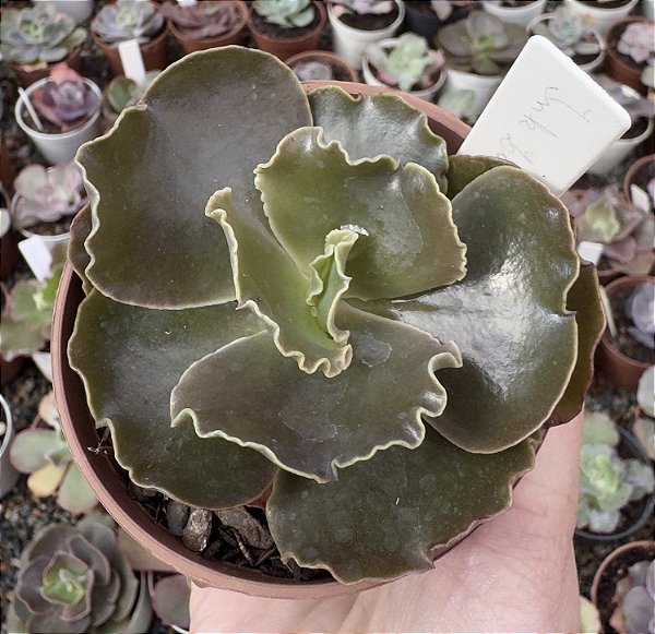 E. GIBB. INK LADY (carunculas) POTE 9