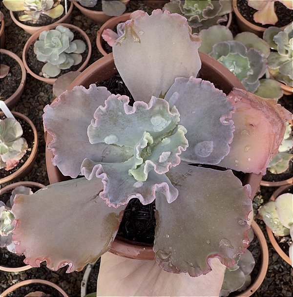 E. GIBB. KILAUEA CUIA 13