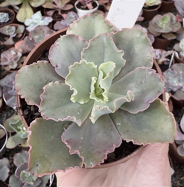 E. GIBB. RENDA ROSE POTE 9