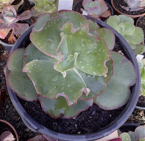 E. GIBB. PHOENIX (CARÚNCULAS) POTE 15 POUCA RAIZ