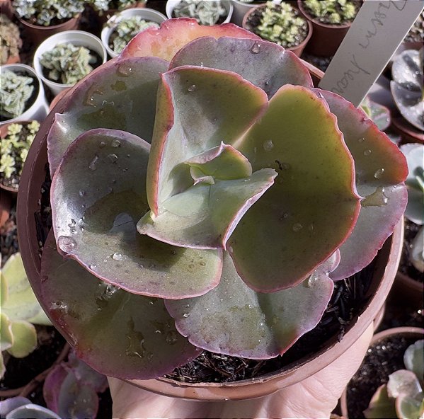 E. GIBB. GREEN HEARTS CUIA 13
