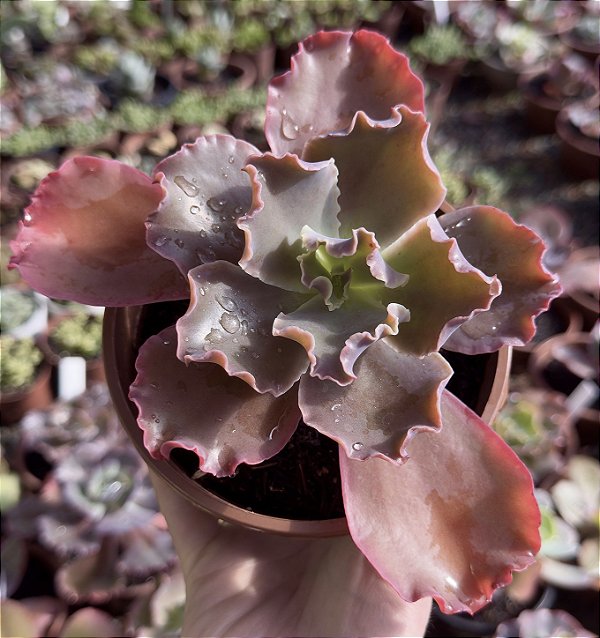 E. GIBB. BLACK OPAL POTE 13