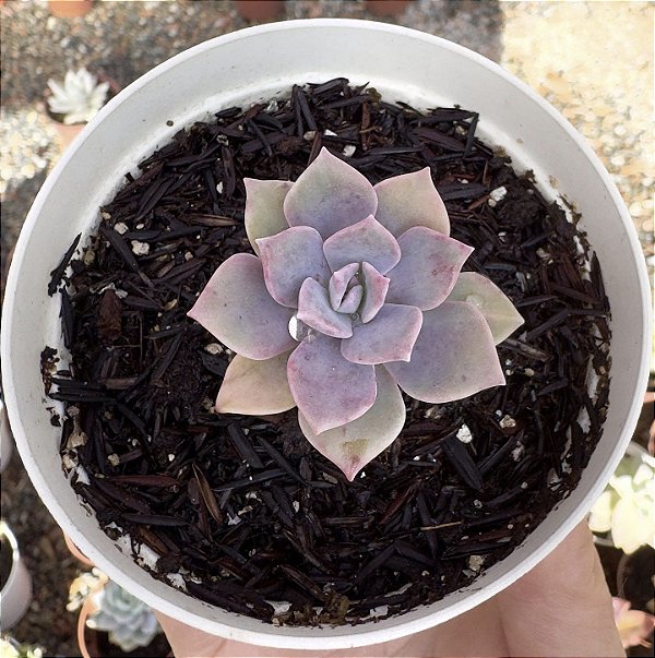 G. PURPLE DELIGHT POTE 9