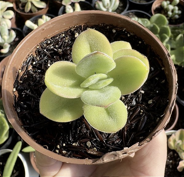 C. ARGYROPHYLLA VAR. SWAZIENSIS POTE 9
