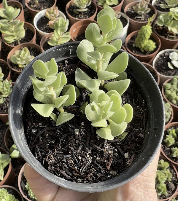 ADRO. CARYOPHYLLACEUS POTE 9