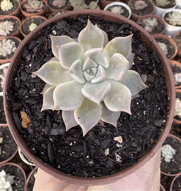 E. SCARLET POTE 9