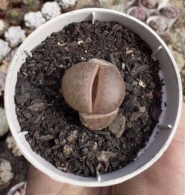 LITHOPS 2 POTE 6