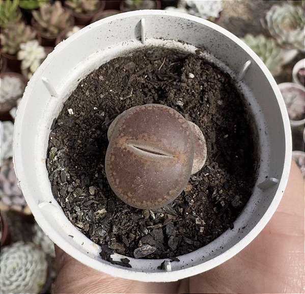 LITHOPS 4 POTE 6
