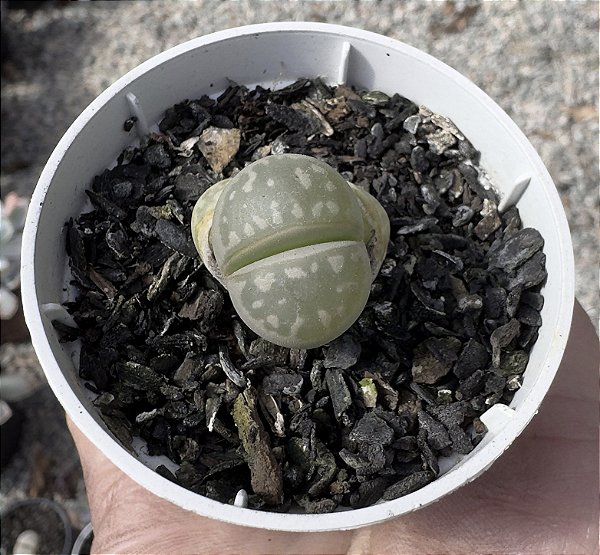LITHOPS 6 POTE 6